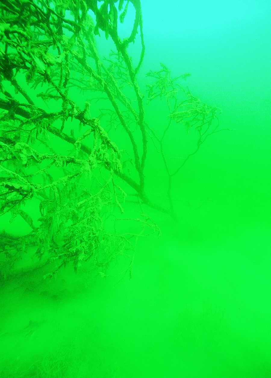 Underwater Fresh - BackArts ></a>
<script language=JavaScript> 
  var txt = 