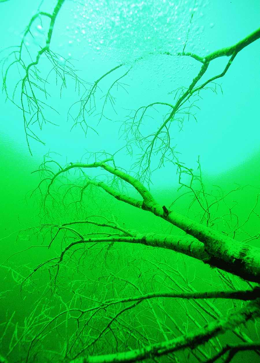 Underwater Fresh - BackArts ></a>
<script language=JavaScript> 
  var txt = 