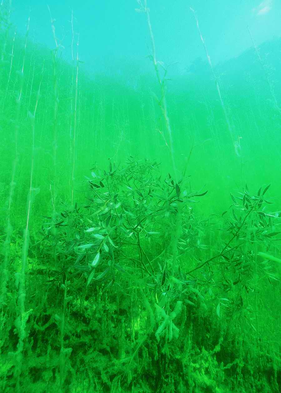 Underwater Fresh - BackArts ></a>
<script language=JavaScript> 
  var txt = 