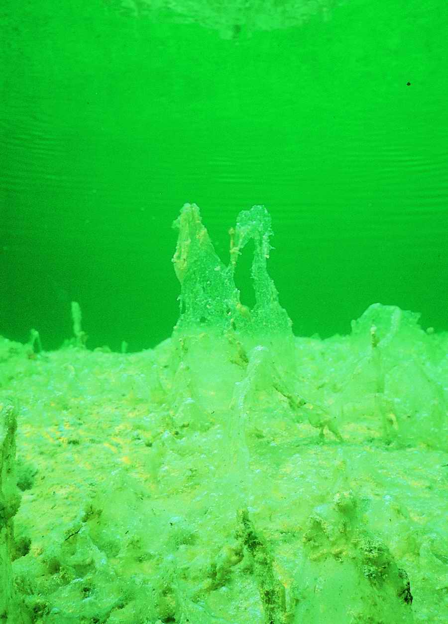 Underwater Fresh - BackArts ></a>
<script language=JavaScript> 
  var txt = 