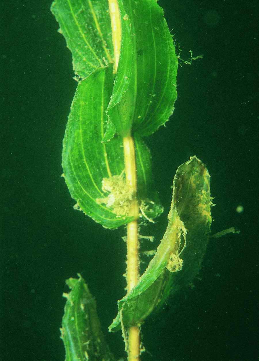 Underwater Fresh - BackArts ></a>
<script language=JavaScript> 
  var txt = 