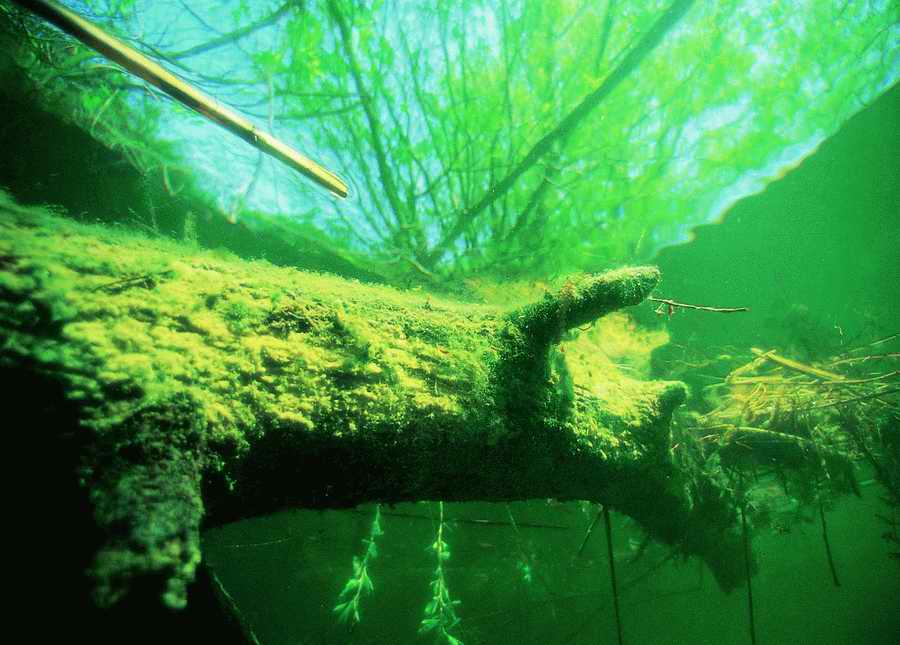 Underwater Fresh - BackArts ></a>
<script language=JavaScript> 
  var txt = 