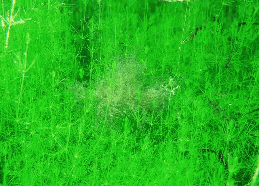 Underwater Fresh - BackArts ></a>
<script language=JavaScript> 
  var txt = 