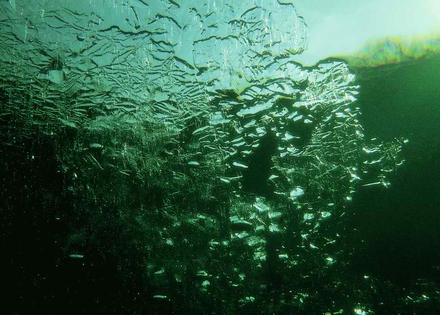 Underwater Fresh - BackArts ></a>
<script language=JavaScript> 
  var txt = 