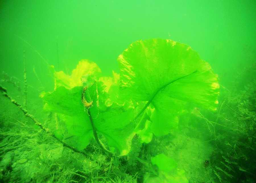 Underwater Fresh - BackArts ></a>
<script language=JavaScript> 
  var txt = 