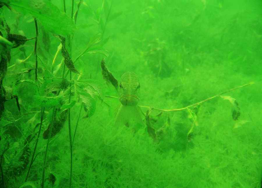 Underwater Fresh - BackArts ></a>
<script language=JavaScript> 
  var txt = 