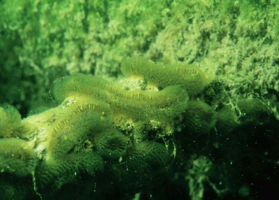 Underwater Fresh - BackArts ></a>
<script language=JavaScript> 
  var txt = 