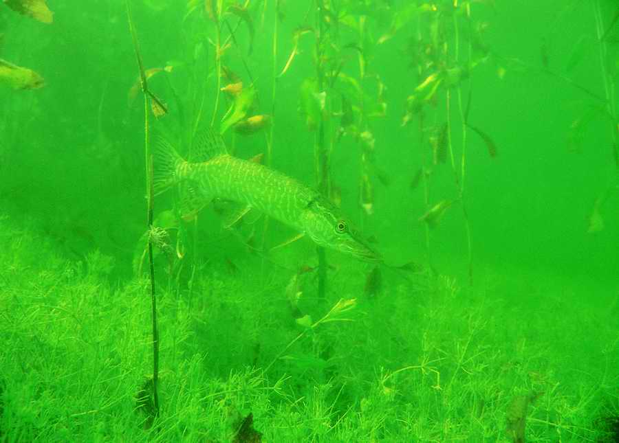 Underwater Fresh - BackArts ></a>
<script language=JavaScript> 
  var txt = 