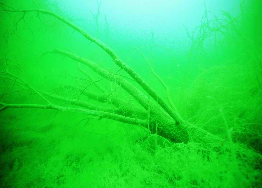 Underwater Fresh - BackArts ></a>
<script language=JavaScript> 
  var txt = 