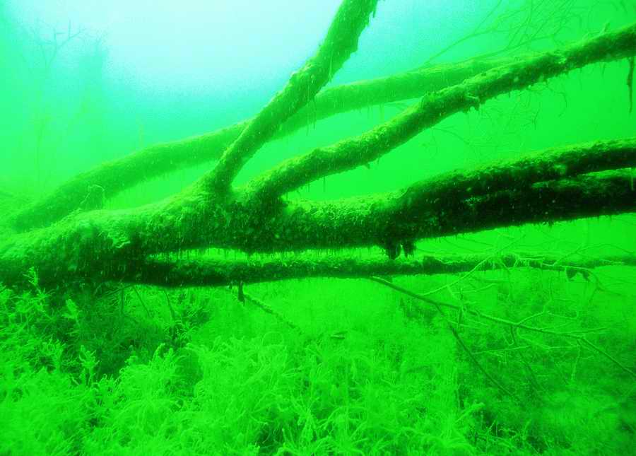 Underwater Fresh - BackArts ></a>
<script language=JavaScript> 
  var txt = 