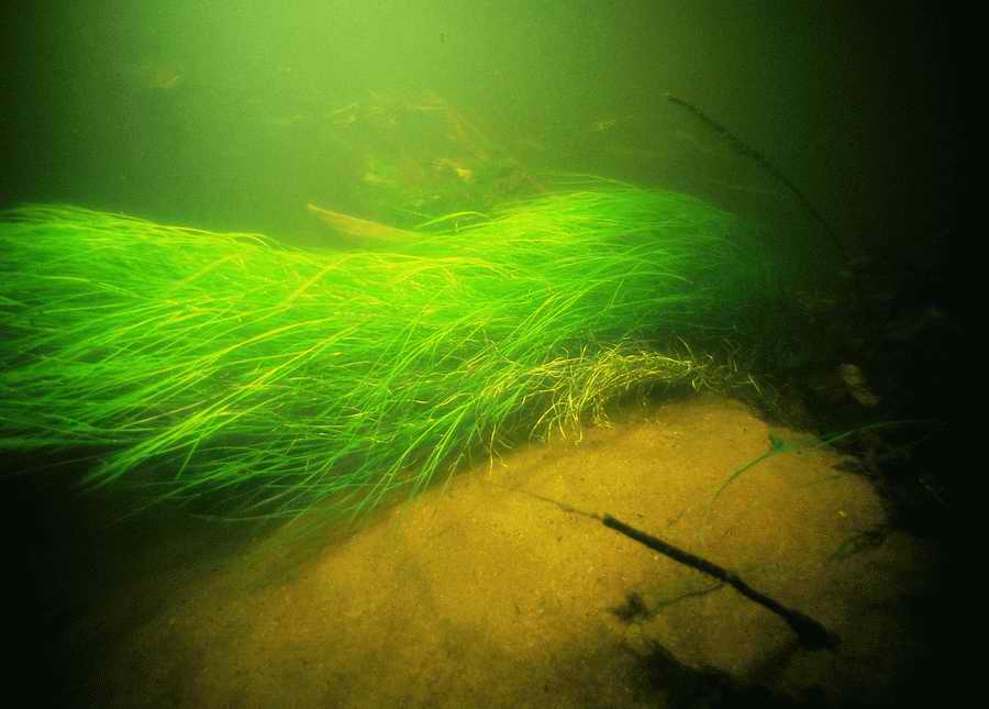 Underwater Fresh - BackArts ></a>
<script language=JavaScript> 
  var txt = 