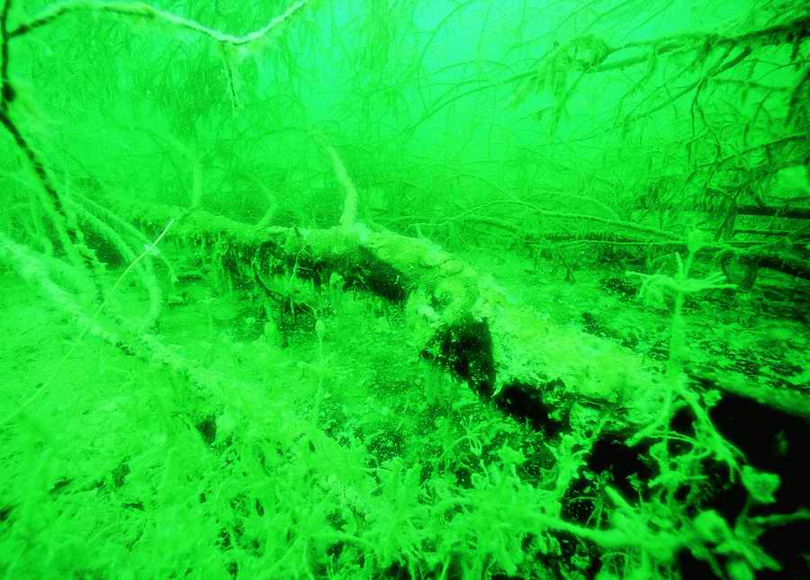 Underwater Fresh - BackArts ></a>
<script language=JavaScript> 
  var txt = 