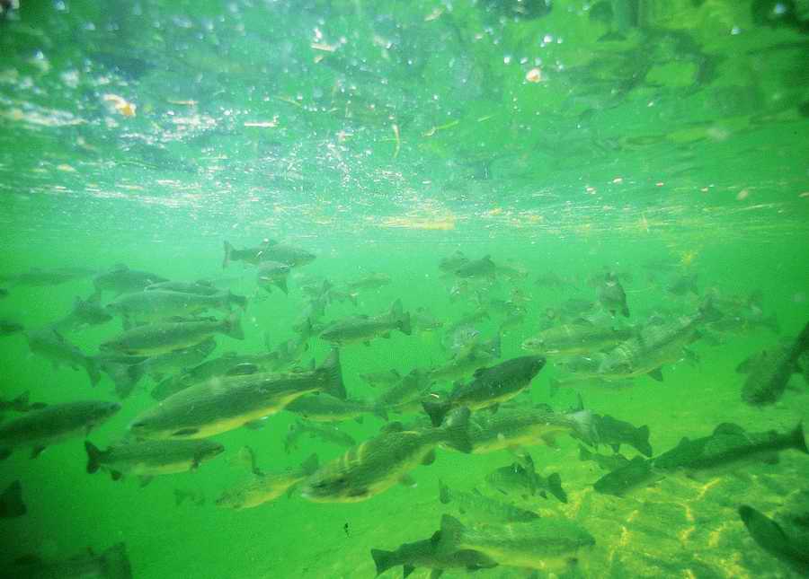 Underwater Fresh - BackArts ></a>
<script language=JavaScript> 
  var txt = 