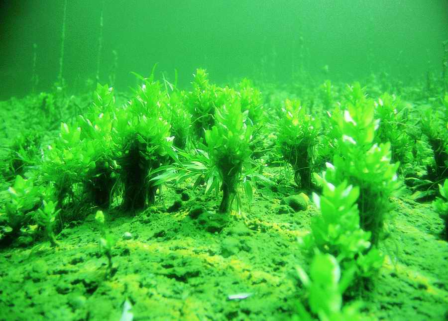 Underwater Fresh - BackArts ></a>
<script language=JavaScript> 
  var txt = 