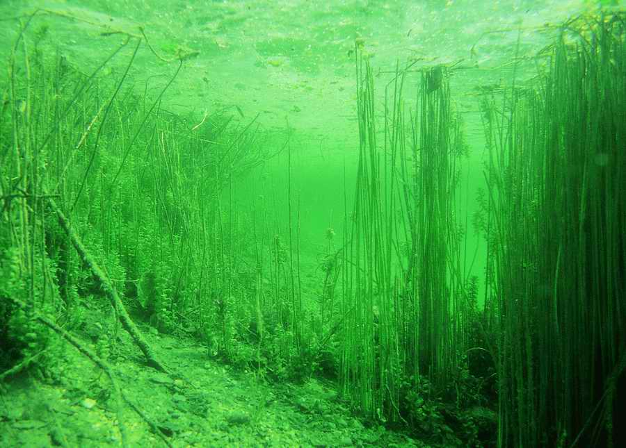 Underwater Fresh - BackArts ></a>
<script language=JavaScript> 
  var txt = 