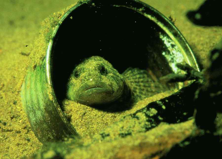 Underwater Fresh - BackArts ></a>
<script language=JavaScript> 
  var txt = 