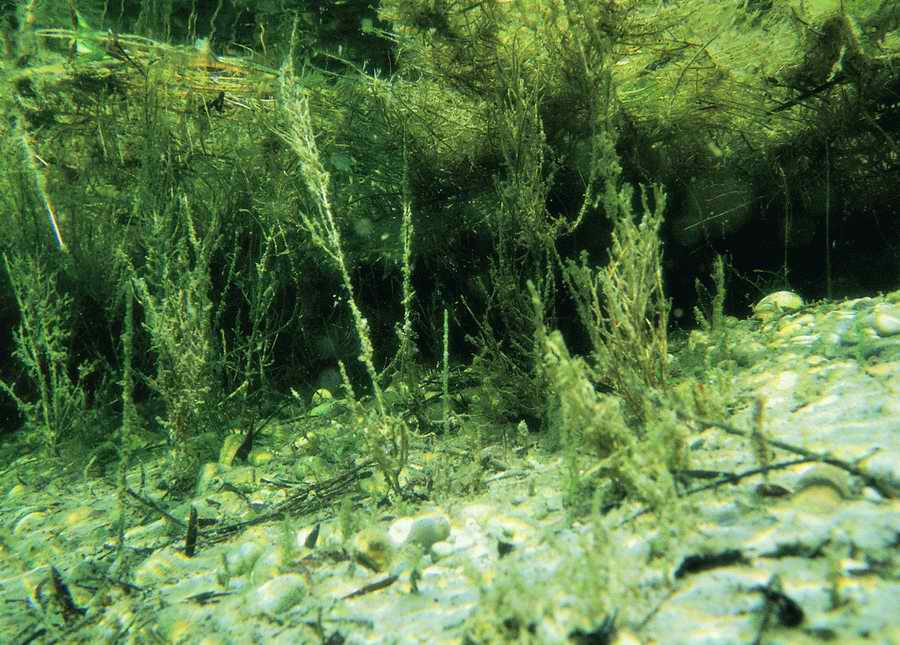 Underwater Fresh - BackArts ></a>
<script language=JavaScript> 
  var txt = 