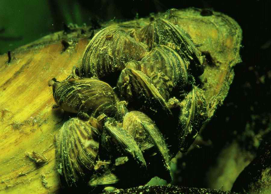 Underwater Fresh - BackArts ></a>
<script language=JavaScript> 
  var txt = 