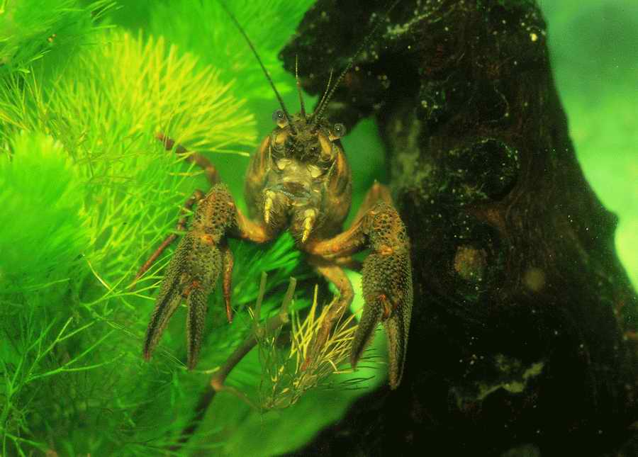 Underwater Fresh - BackArts ></a>
<script language=JavaScript> 
  var txt = 