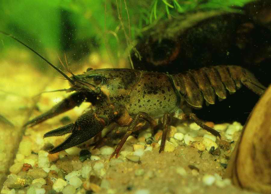 Underwater Fresh - BackArts ></a>
<script language=JavaScript> 
  var txt = 