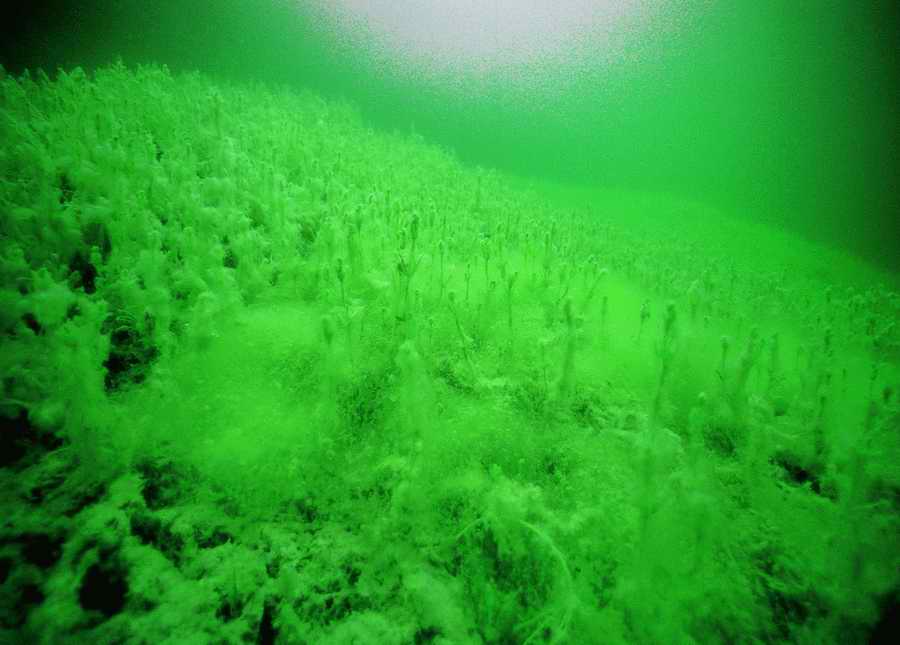 Underwater Fresh - BackArts ></a>
<script language=JavaScript> 
  var txt = 