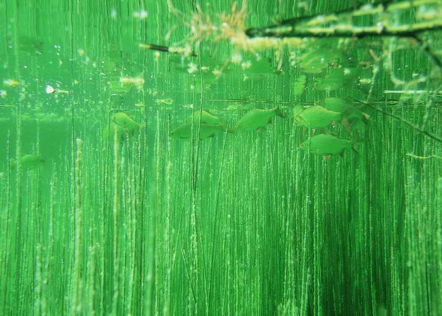 Underwater Fresh - BackArts ></a>
<script language=JavaScript> 
  var txt = 