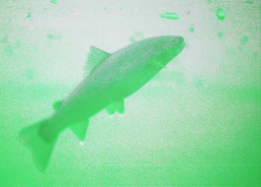 Underwater Fresh - BackArts ></a>
<script language=JavaScript> 
  var txt = 