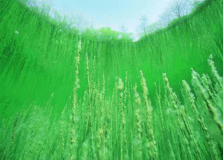 Underwater Fresh - BackArts ></a>
<script language=JavaScript> 
  var txt = 