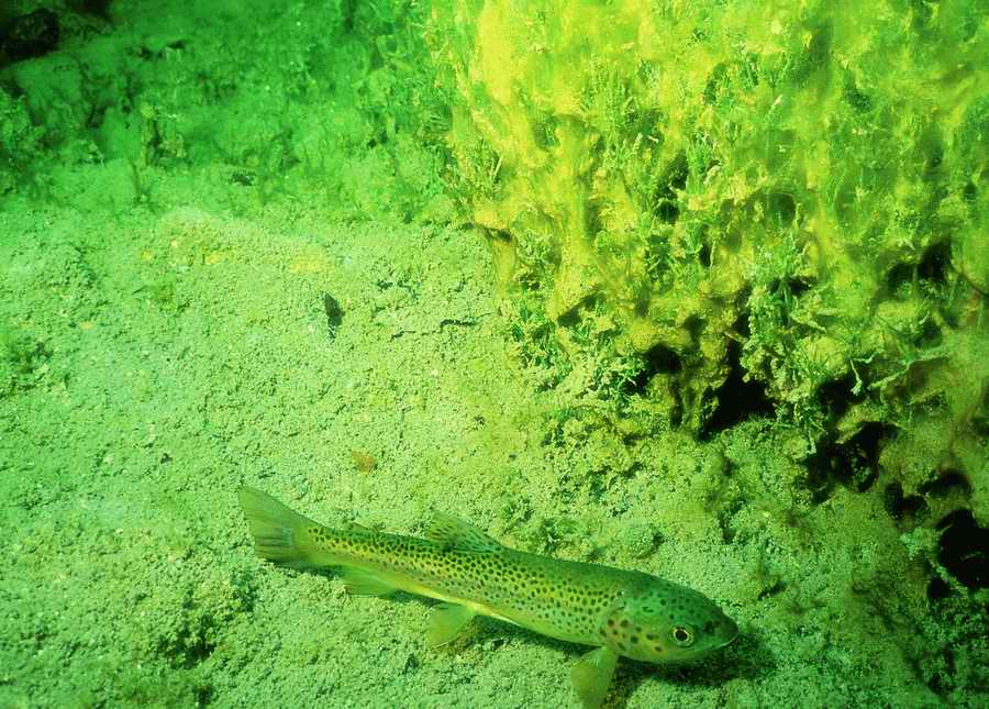 Underwater Fresh - BackArts ></a>
<script language=JavaScript> 
  var txt = 