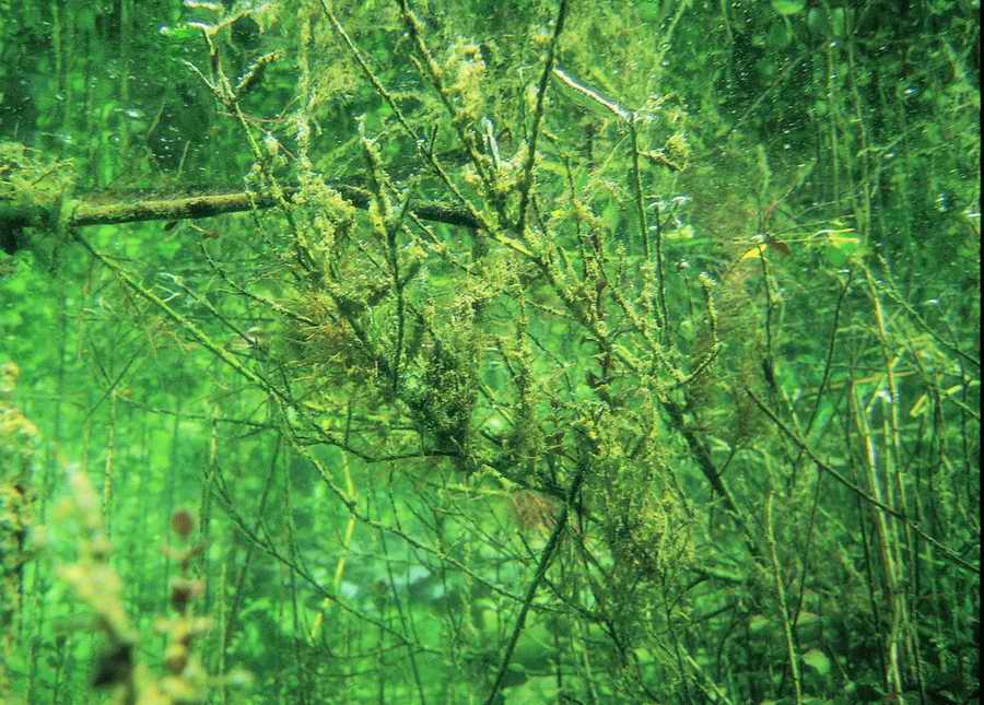 Underwater Fresh - BackArts ></a>
<script language=JavaScript> 
  var txt = 