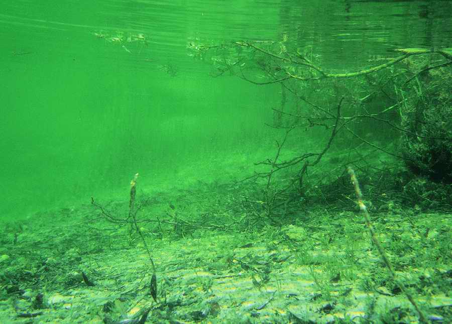 Underwater Fresh - BackArts ></a>
<script language=JavaScript> 
  var txt = 