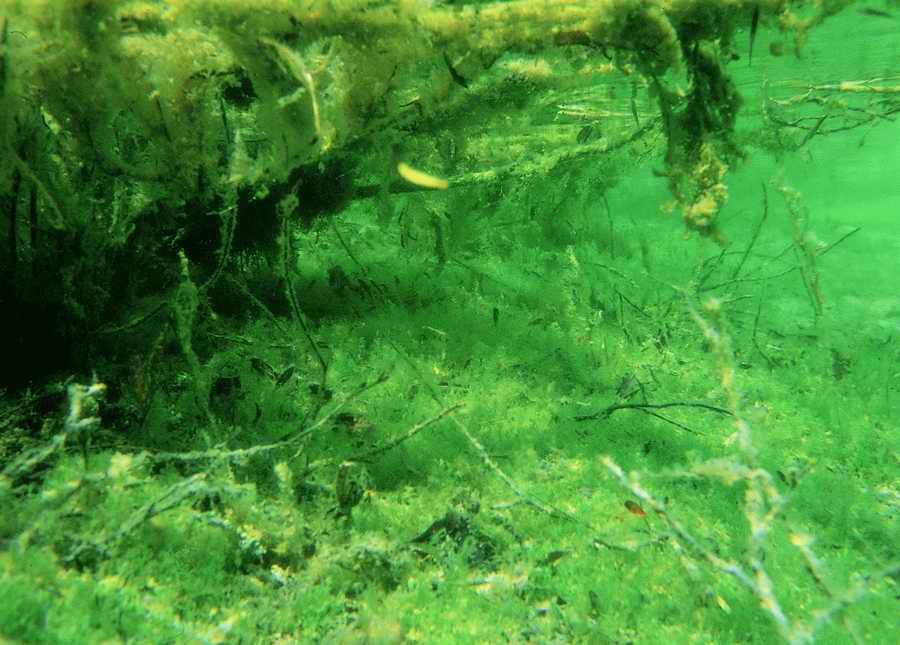 Underwater Fresh - BackArts ></a>
<script language=JavaScript> 
  var txt = 