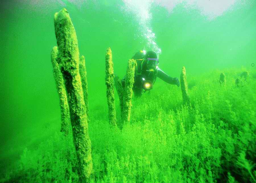 Underwater Fresh - BackArts ></a>
<script language=JavaScript> 
  var txt = 