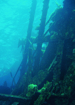 BackArts: Underwater Saltwater 
