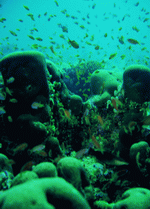 BackArts: Underwater Saltwater 