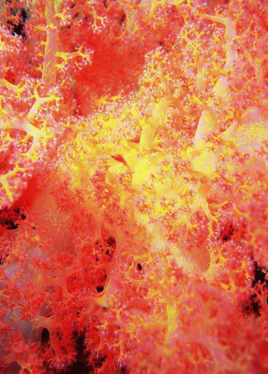 Underwater Saltwater - BackArts ></a>
<script language=JavaScript> 
  var txt = 