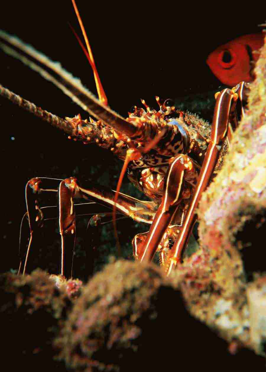 Underwater Saltwater - BackArts ></a>
<script language=JavaScript> 
  var txt = 