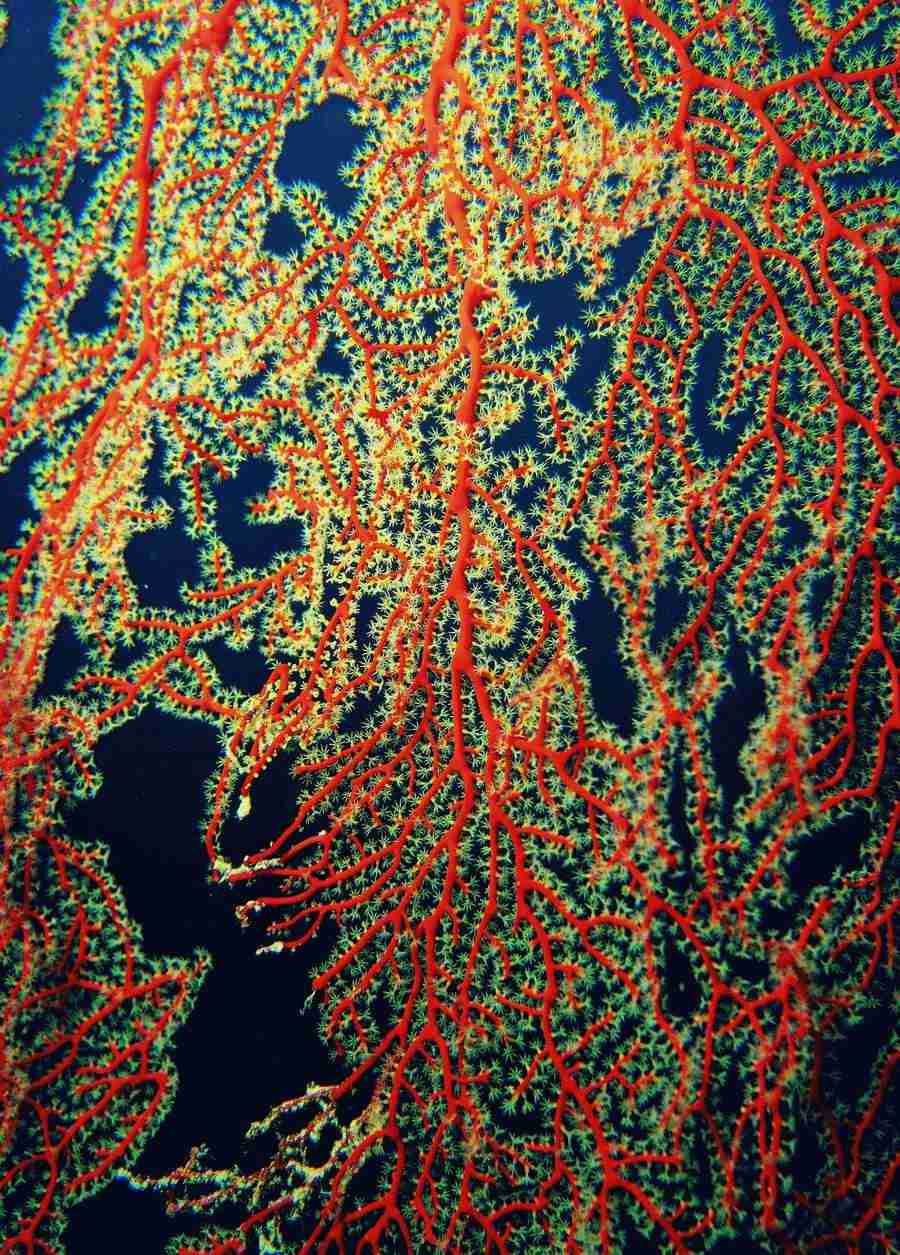 Underwater Saltwater - BackArts ></a>
<script language=JavaScript> 
  var txt = 