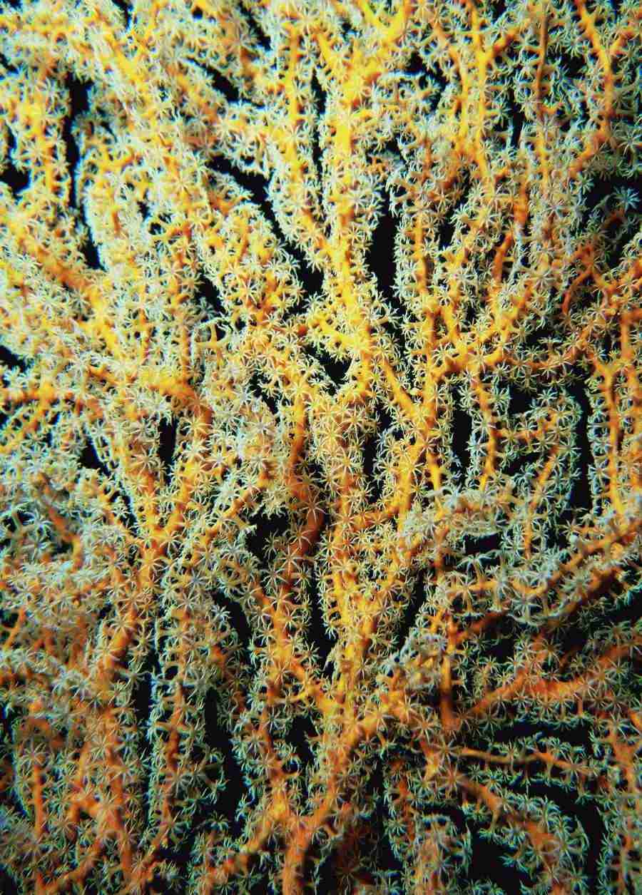 Underwater Saltwater - BackArts ></a>
<script language=JavaScript> 
  var txt = 
