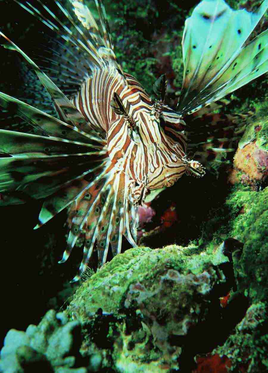 Underwater Saltwater - BackArts ></a>
<script language=JavaScript> 
  var txt = 