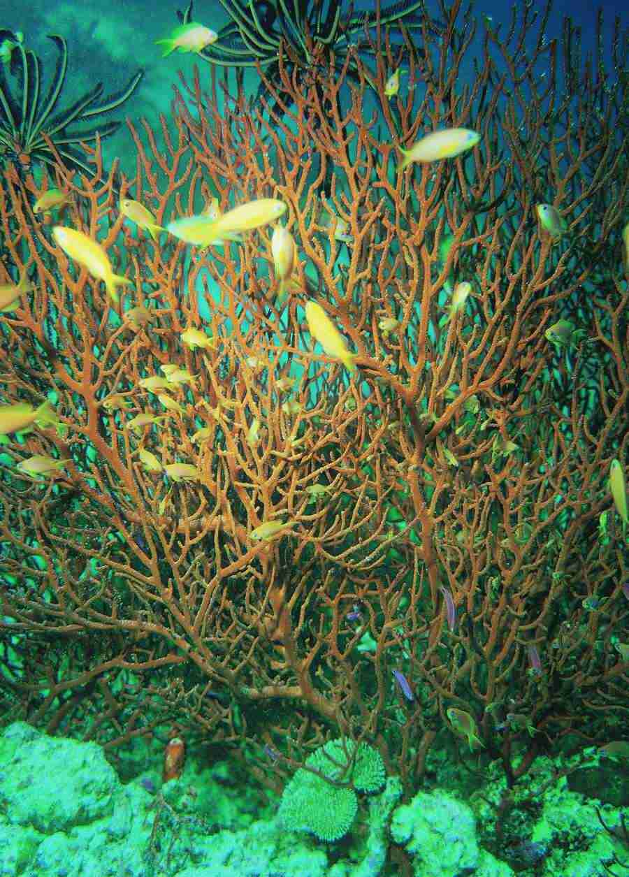 Underwater Saltwater - BackArts ></a>
<script language=JavaScript> 
  var txt = 