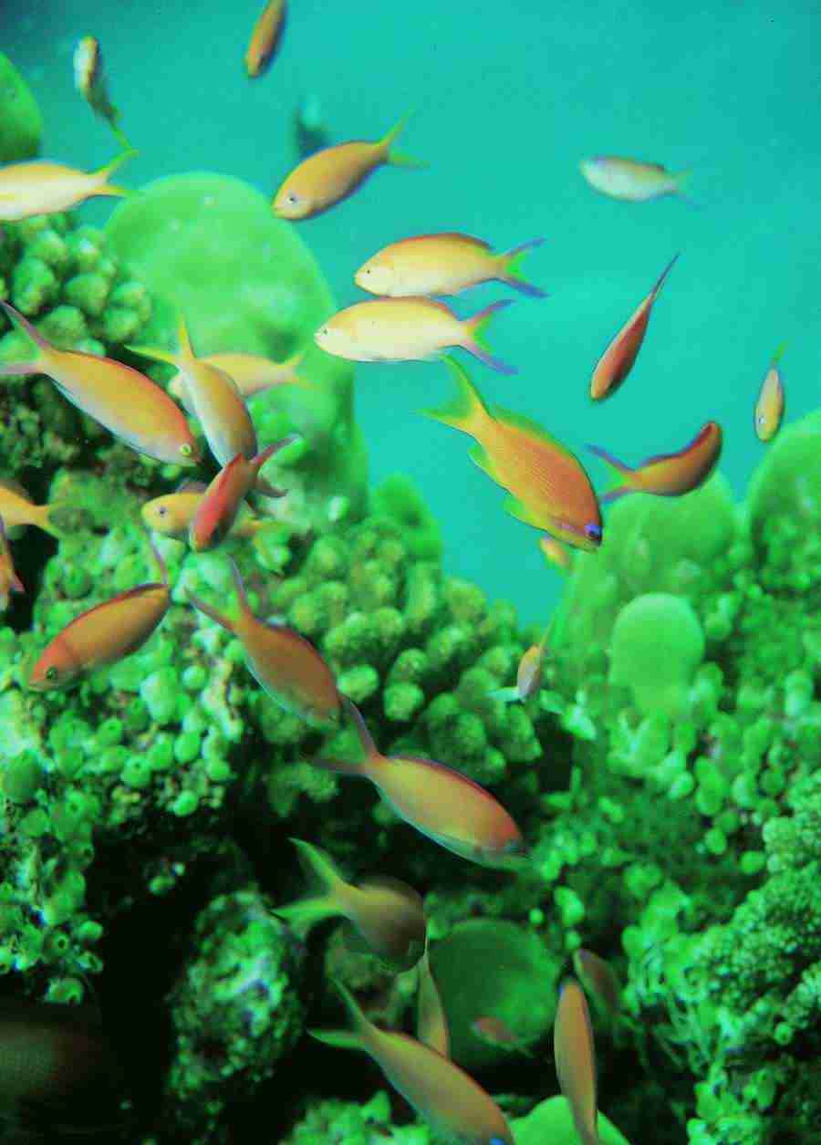 Underwater Saltwater - BackArts ></a>
<script language=JavaScript> 
  var txt = 