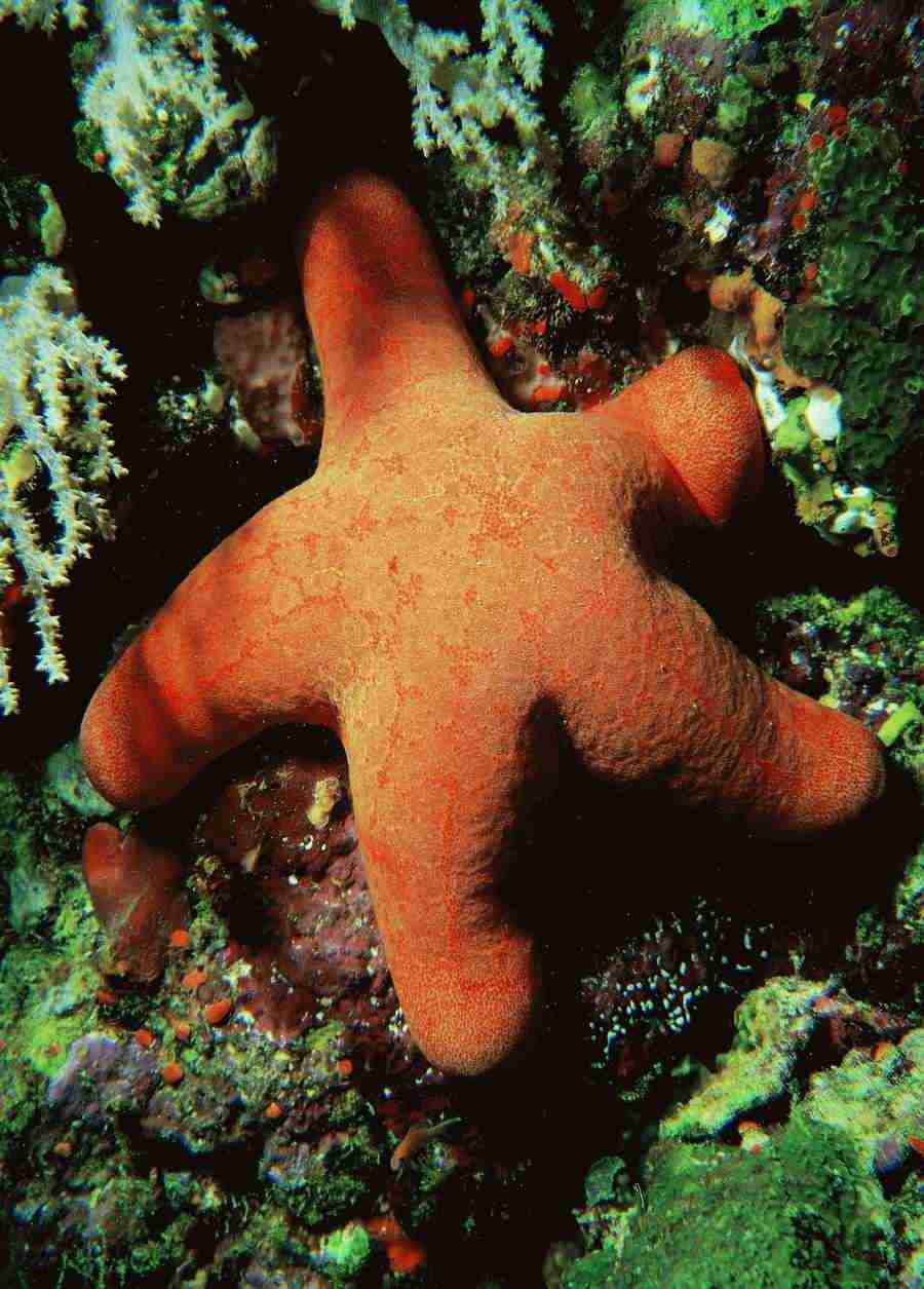 Underwater Saltwater - BackArts ></a>
<script language=JavaScript> 
  var txt = 