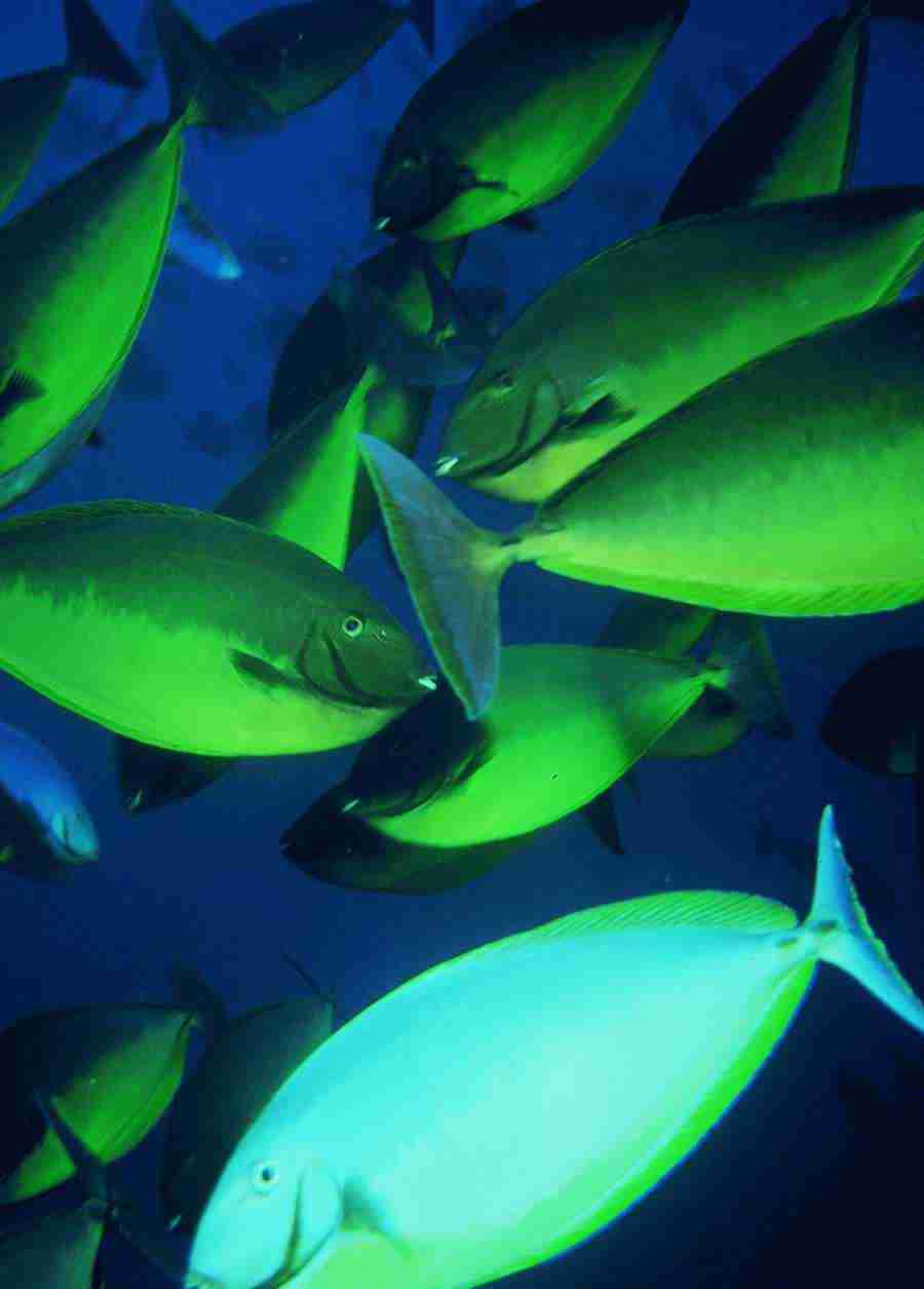 Underwater Saltwater - BackArts ></a>
<script language=JavaScript> 
  var txt = 