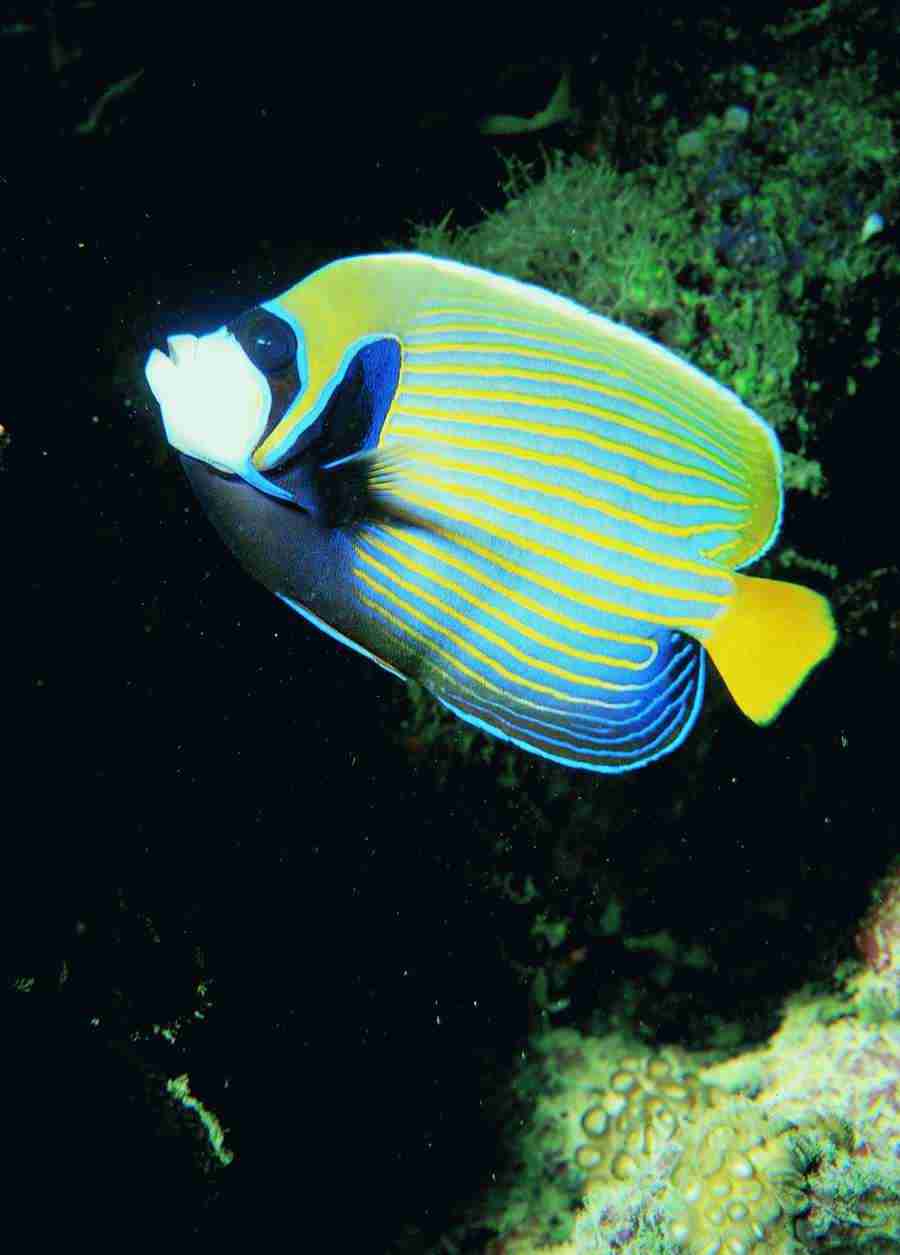 Underwater Saltwater - BackArts ></a>
<script language=JavaScript> 
  var txt = 