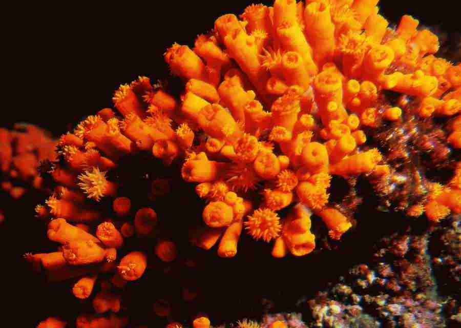 Underwater Saltwater - BackArts ></a>
<script language=JavaScript> 
  var txt = 