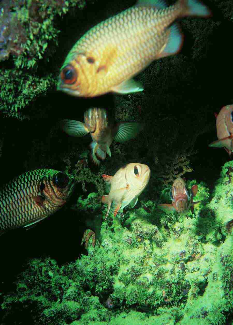 Underwater Saltwater - BackArts ></a>
<script language=JavaScript> 
  var txt = 