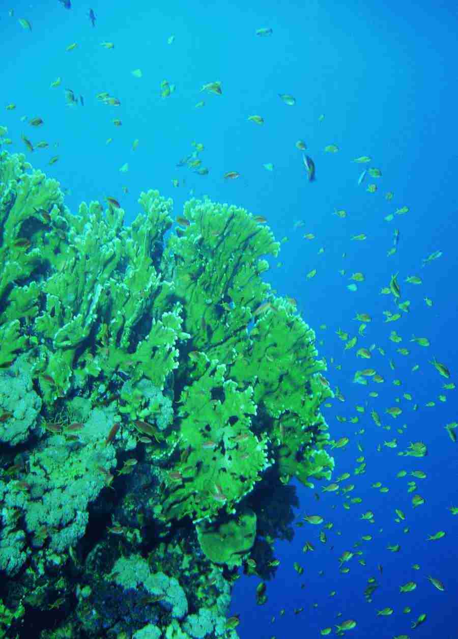 Underwater Saltwater - BackArts ></a>
<script language=JavaScript> 
  var txt = 