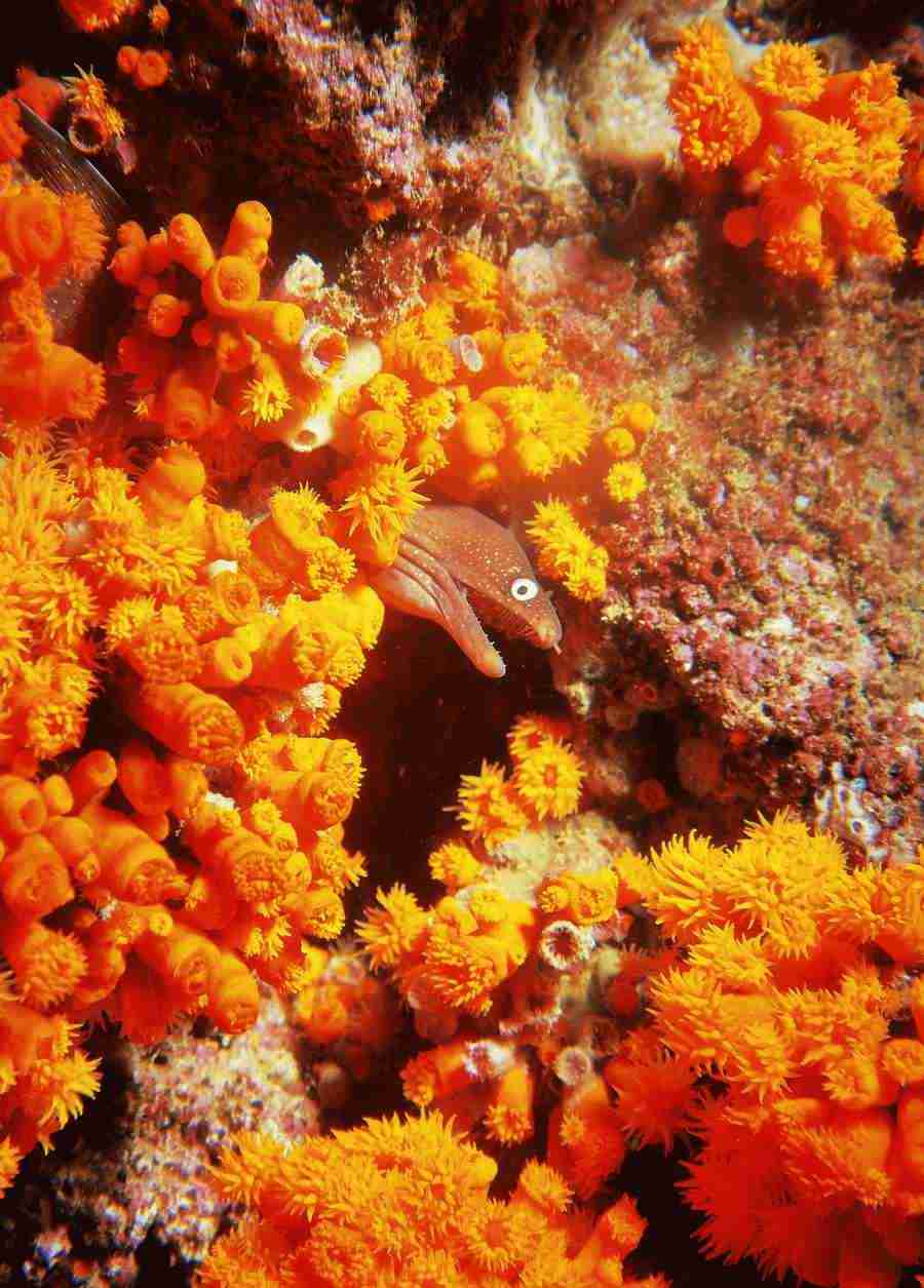 Underwater Saltwater - BackArts ></a>
<script language=JavaScript> 
  var txt = 