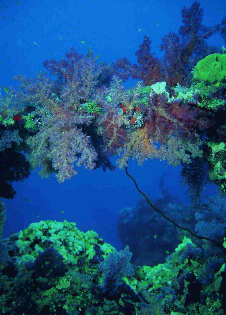 Underwater Saltwater - BackArts ></a>
<script language=JavaScript> 
  var txt = 